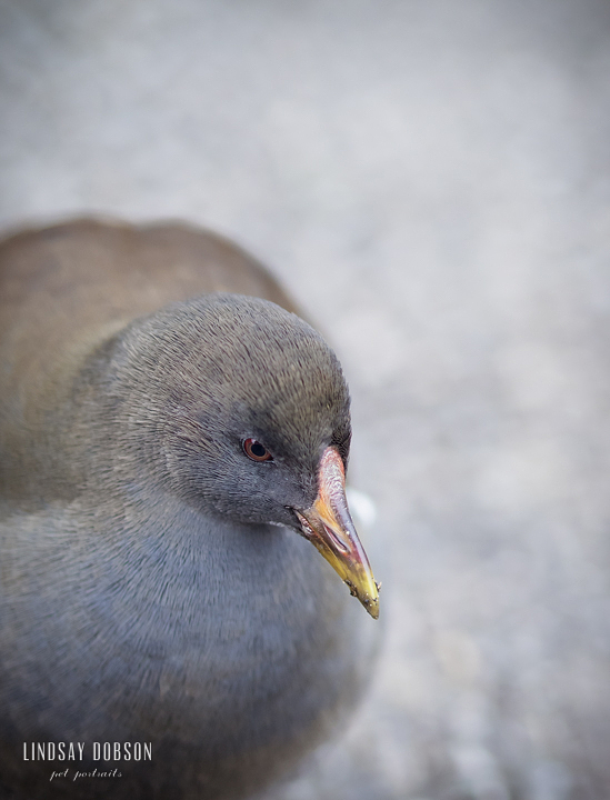 Olympus EM10 75 f1.8, 1/320 f1.8 ISO400