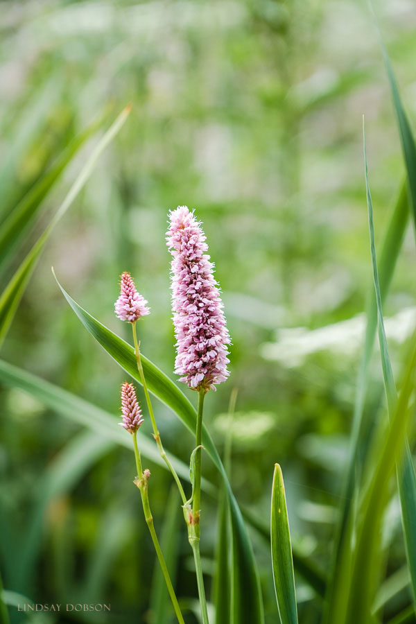 SS Flower Portraits Micro Four Thirds Lenses-1039.jpg