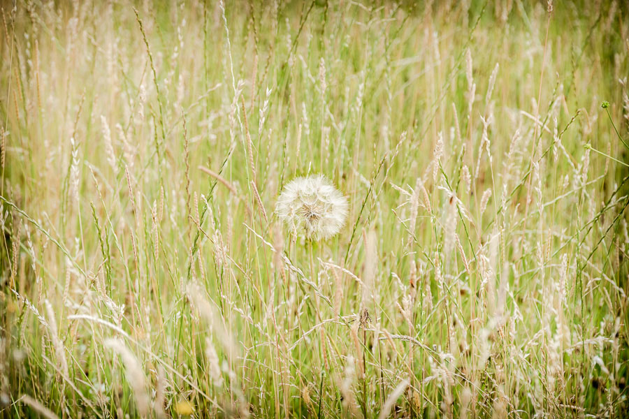 SS Flower Portraits Micro Four Thirds Lenses-1049.jpg