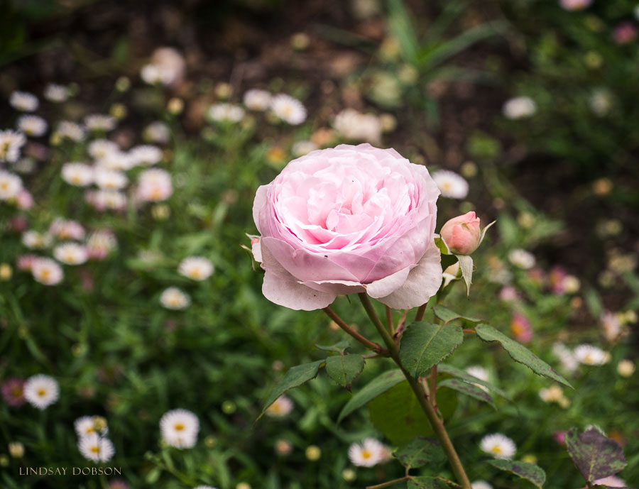 SS Flower Portraits Micro Four Thirds Lenses-1066-2.jpg