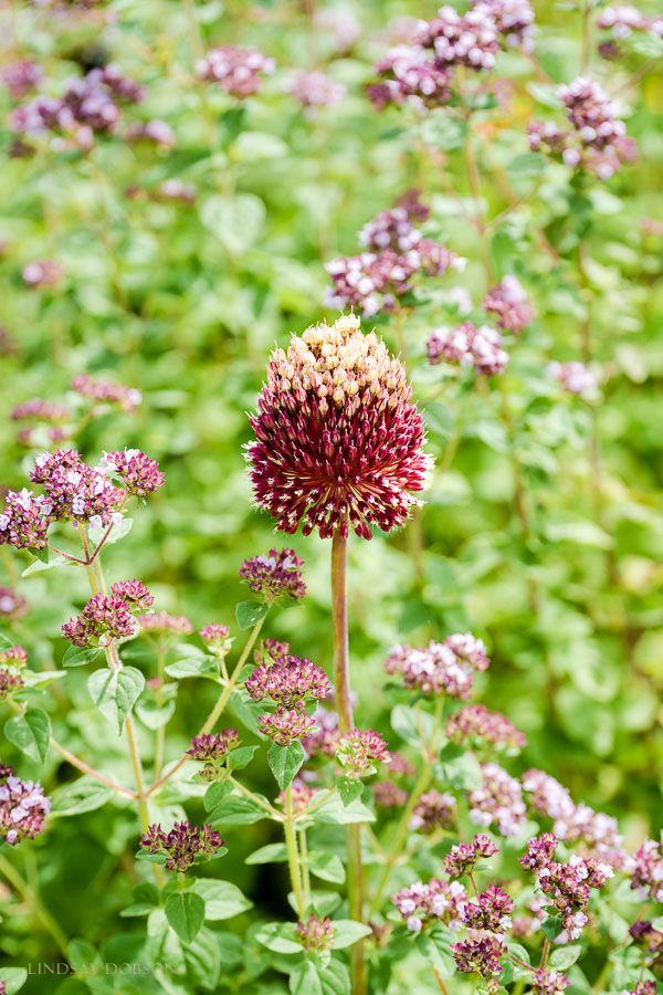 fine art botanical photographer surrey