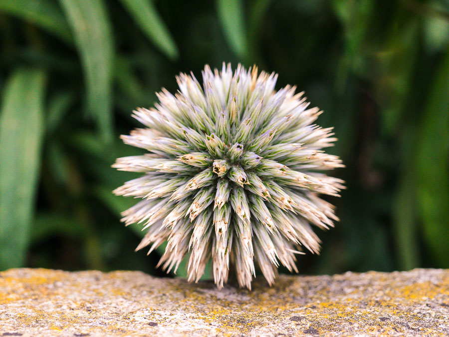 flower photographer west sussex