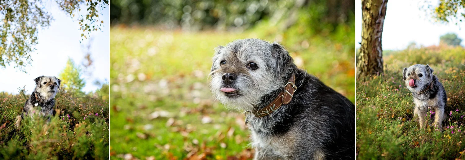 pet and family portraits horsham west sussex