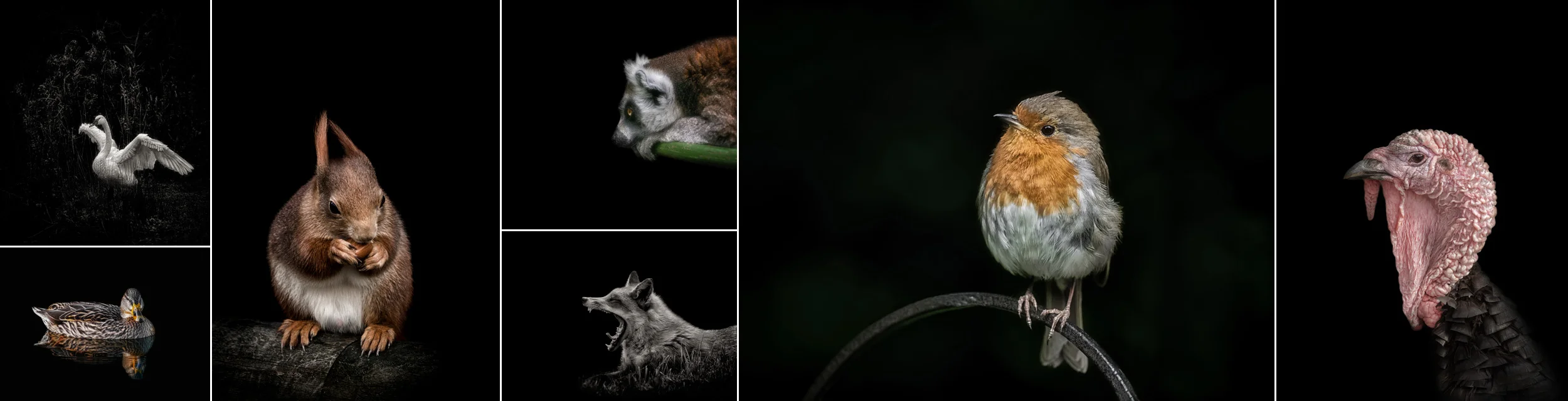 award winning wildlife and nature photographer surrey