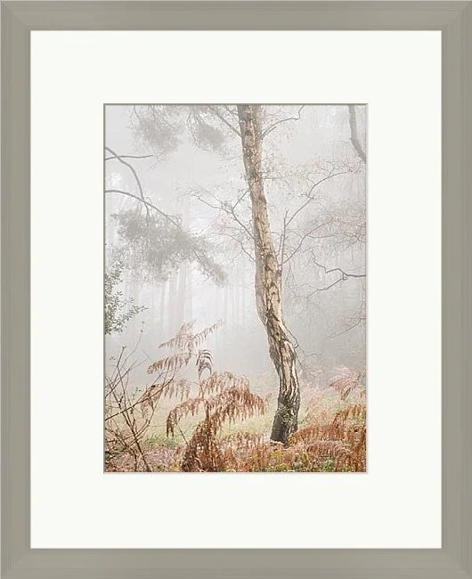 birch_trees_mist_sussex.jpeg