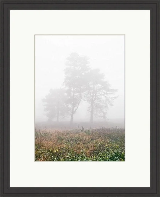 misty_trees_woodland_2.jpeg