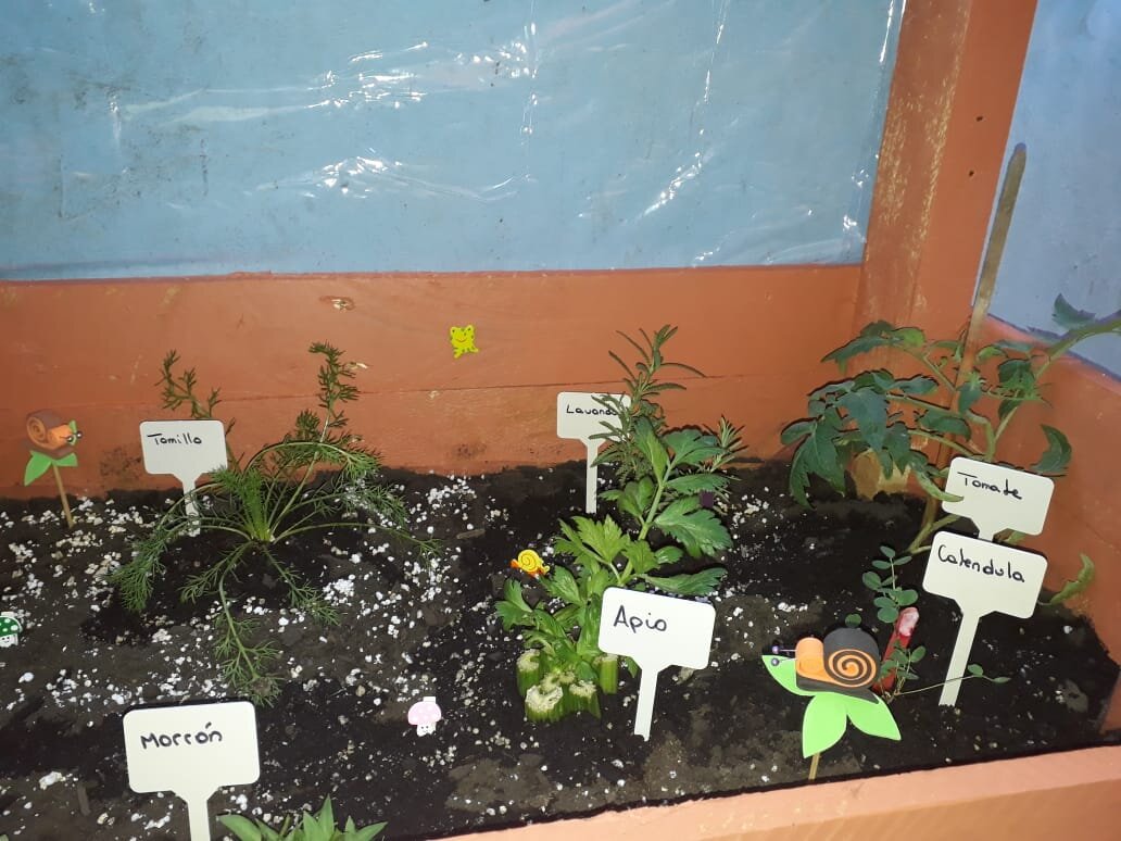 Escuela D-4 Arica - Home Gardening 4.jpeg