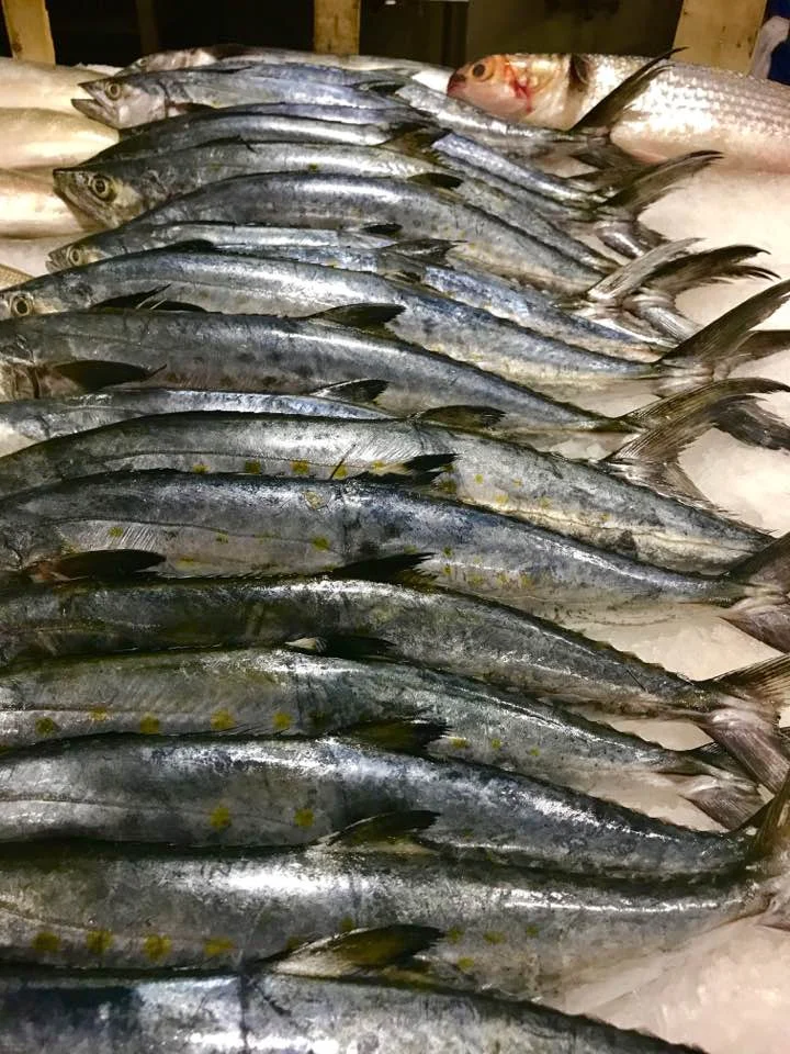 spanish mackeral