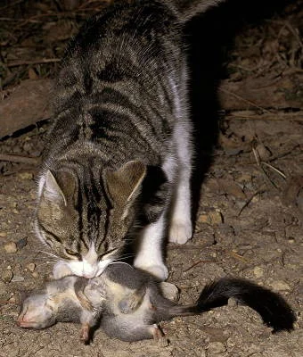 Feral cat eating an endangered phascogale Source: Fredy Mercay (National Environmental Research Program's Northern Australia Hub)