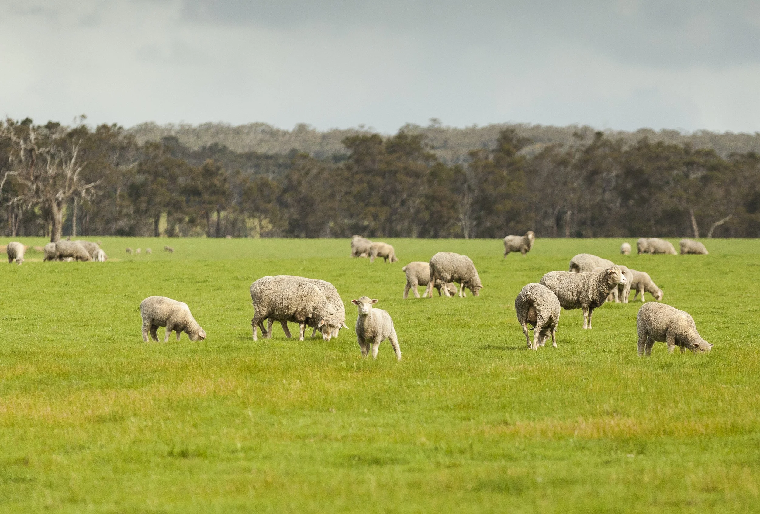 sheep&remnant-Veg_Mt-Barker2.jpg