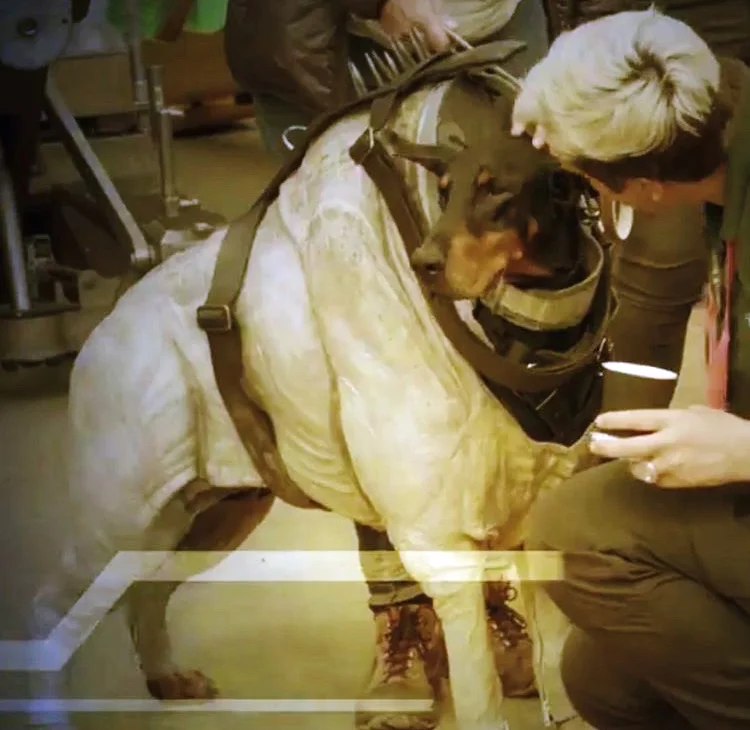 Copy of Blackie the Doberman in costume for Solo: A Star Wars Story