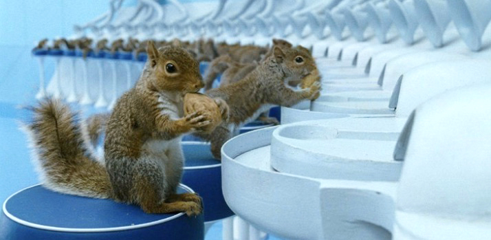 Copy of Squirrels in Charlie and the Chocolate Factory