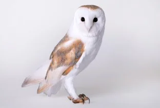 Barn owl.jpeg
