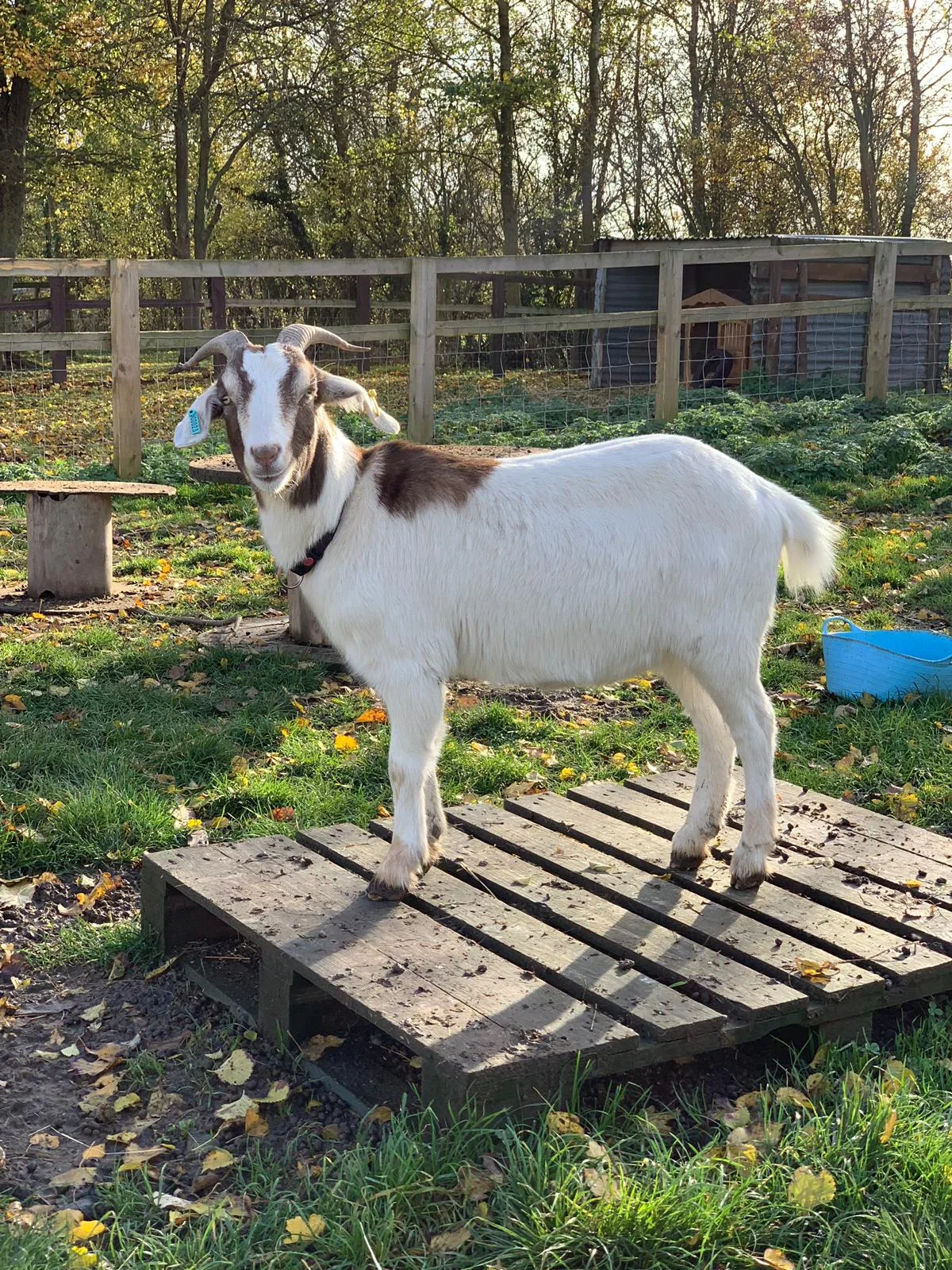 Rent- boer, pygmy crossbreed.jpeg