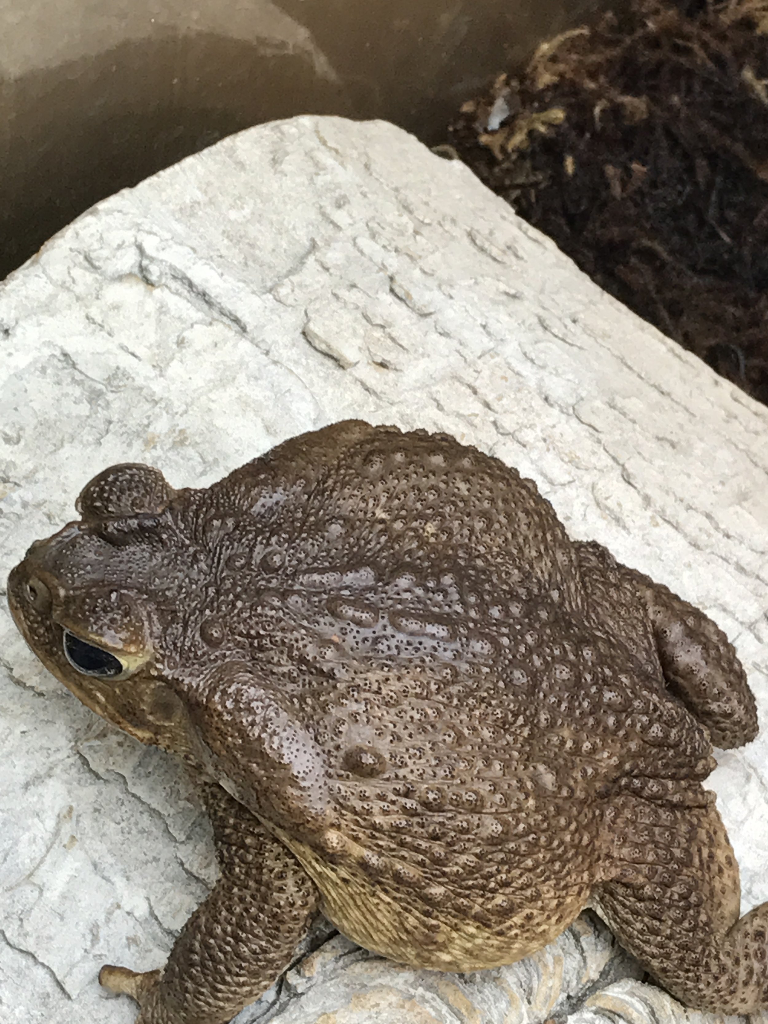 CANE TOAD