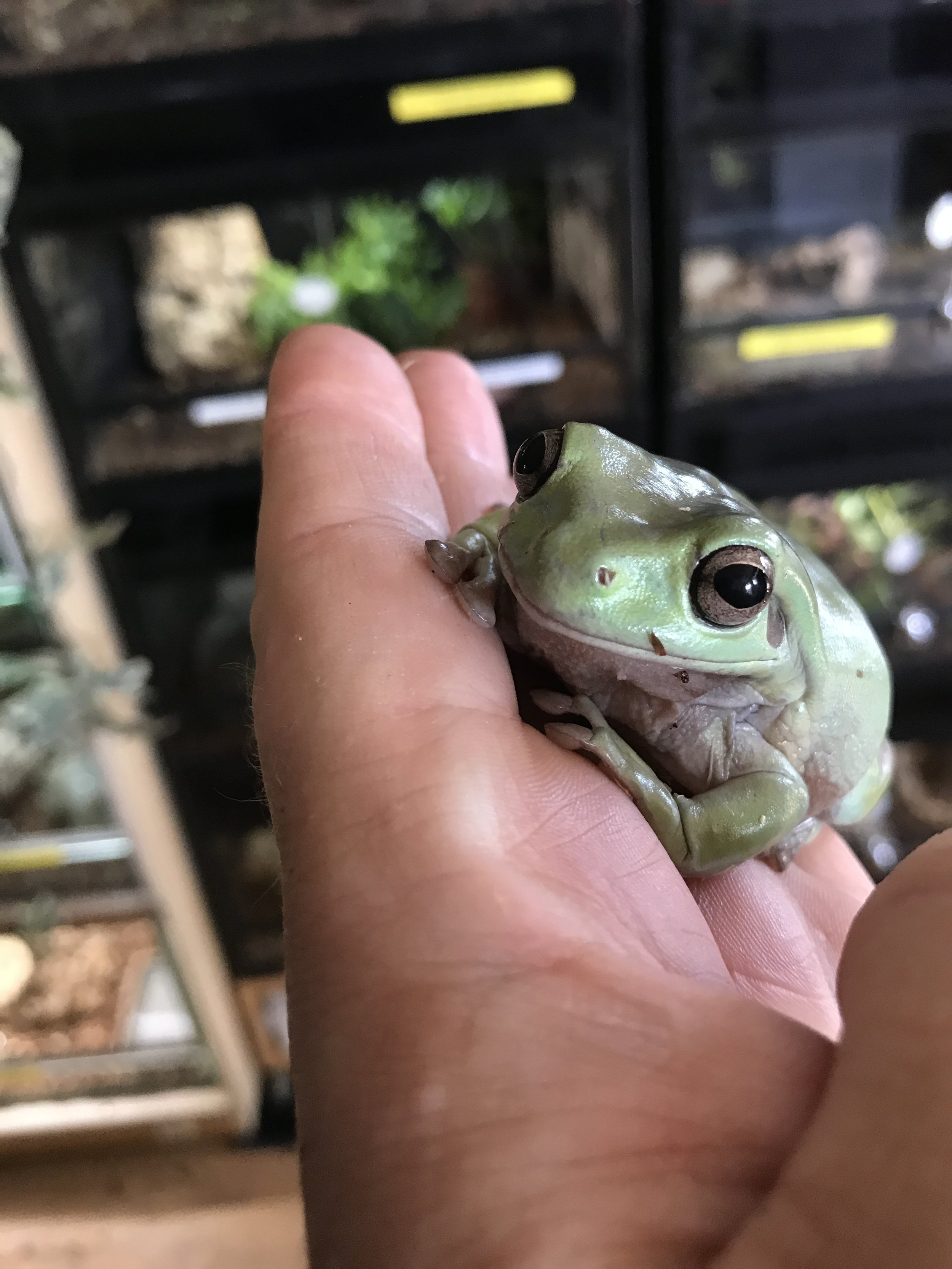 WHITE TREE FROG