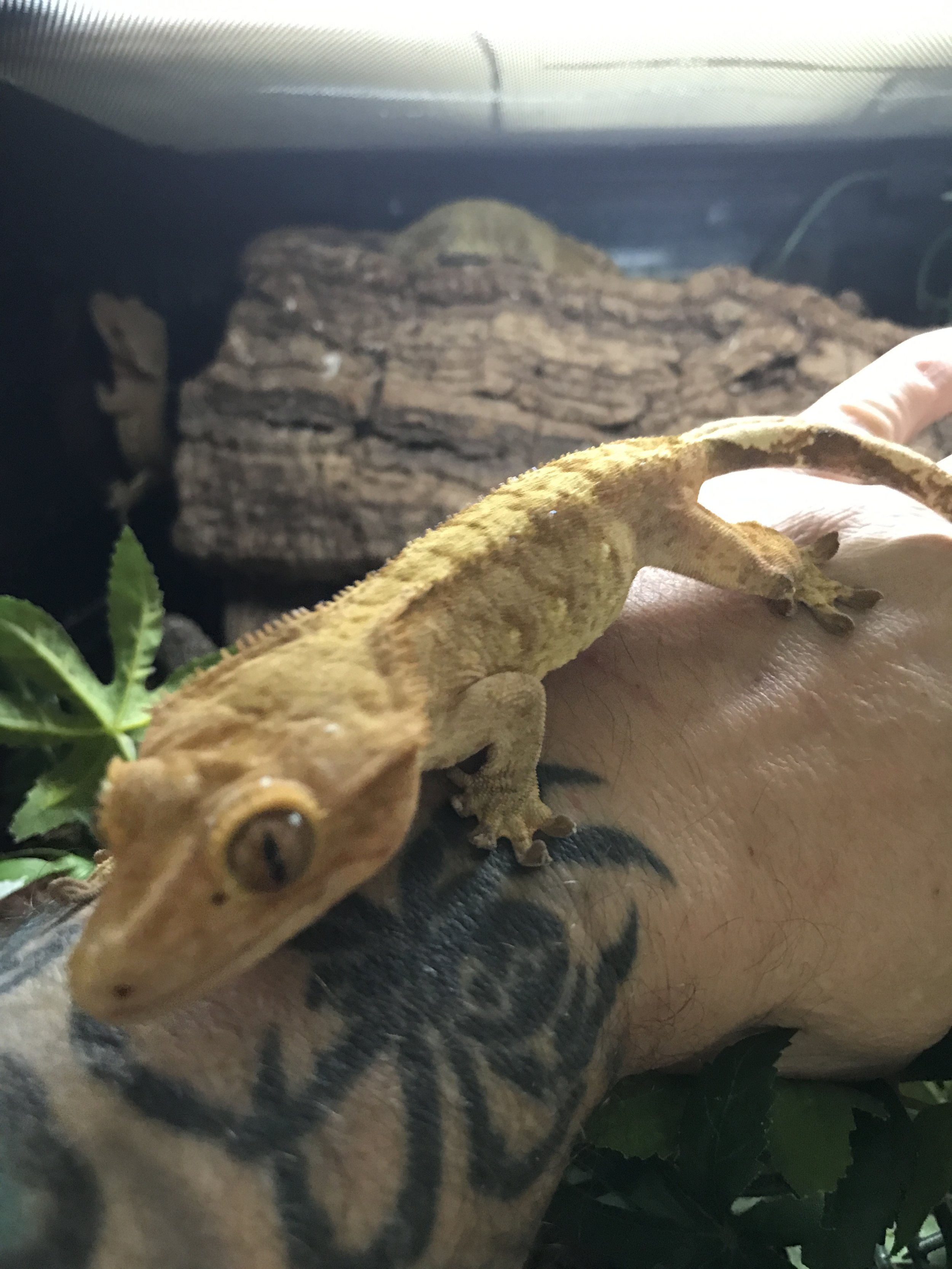 CRESTED GECKO