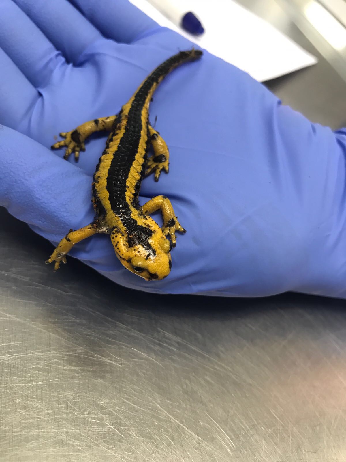 FIRE SALAMANDER