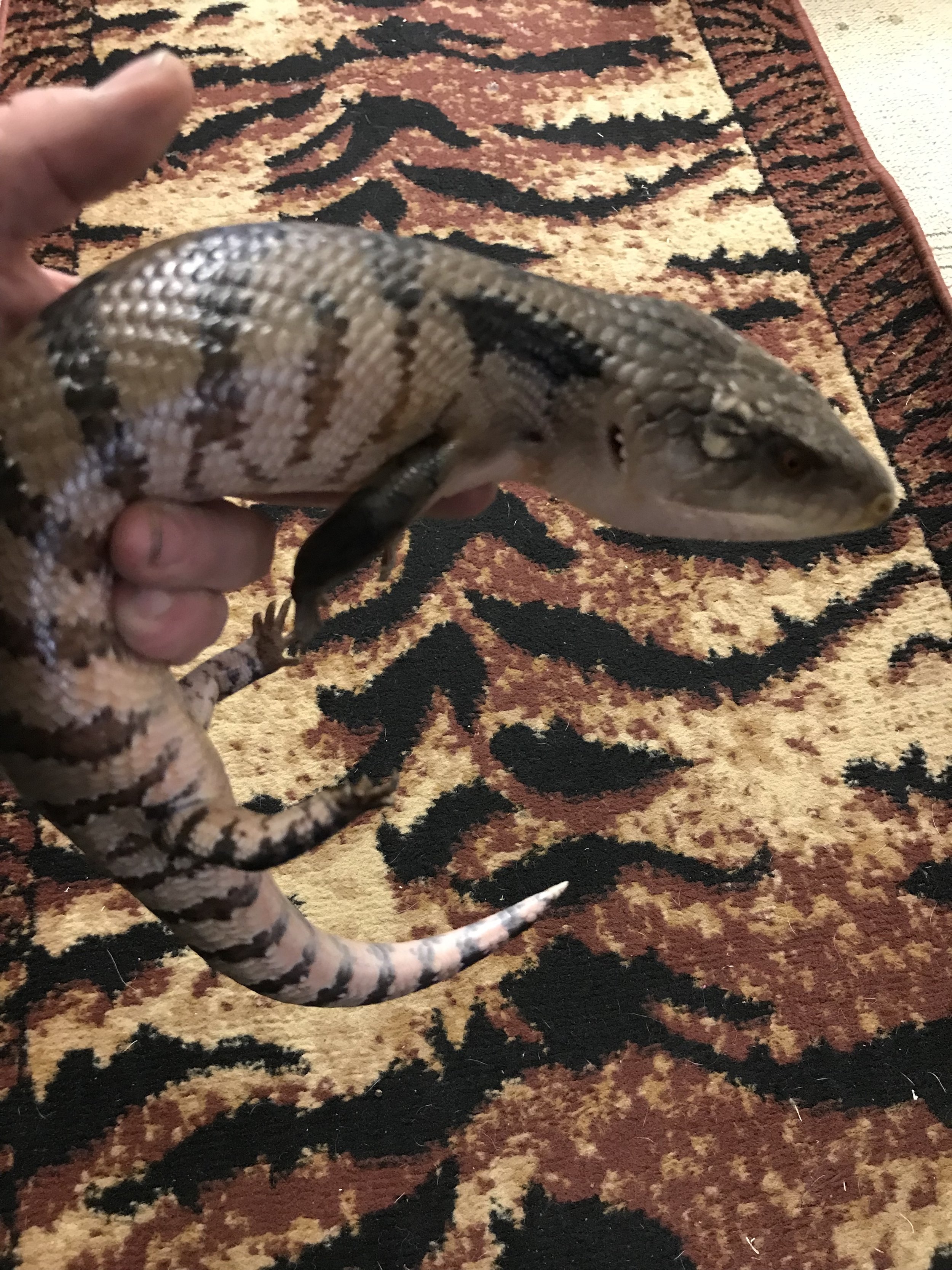 BLUE TONGUE SKINK