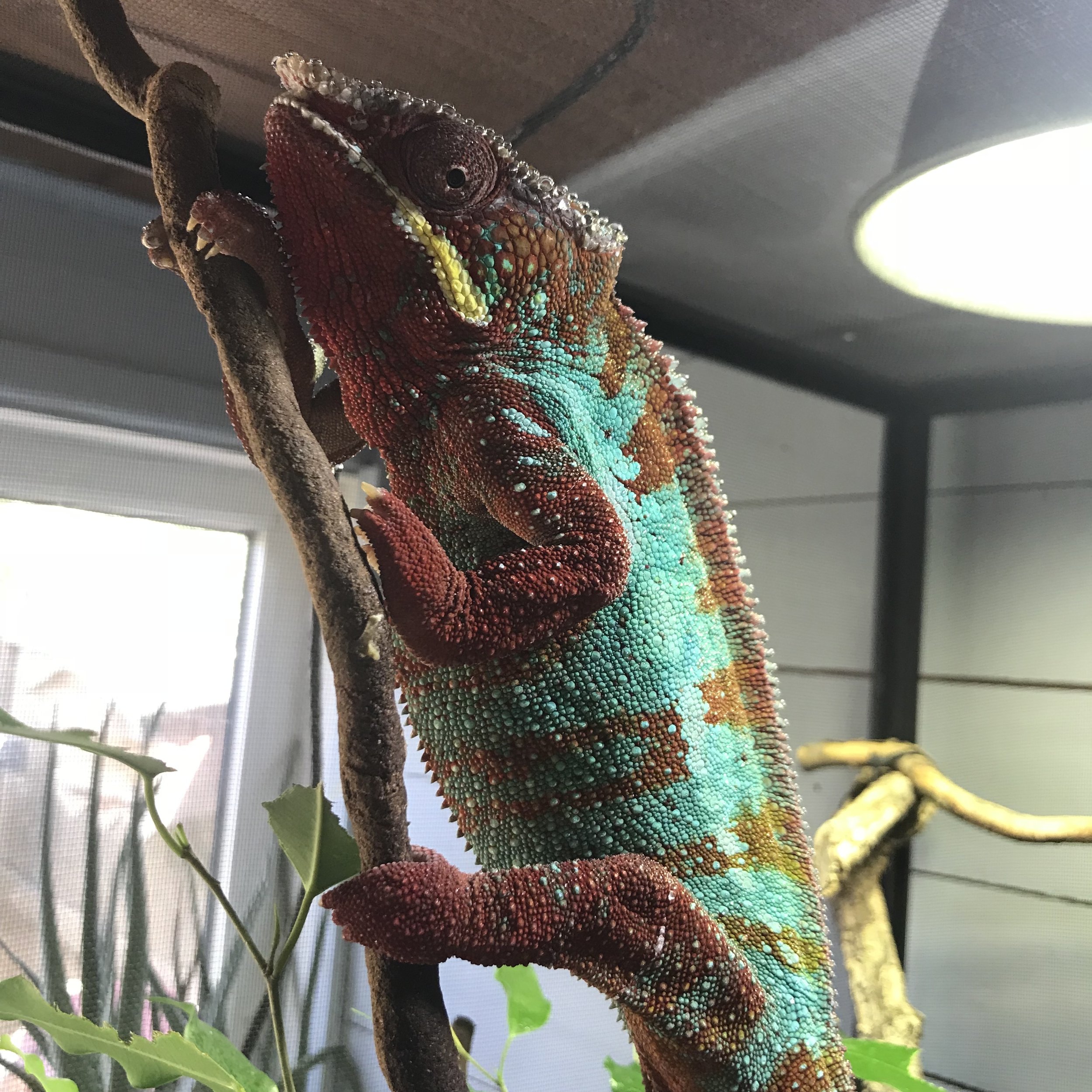 PANTHER CHAMELEON