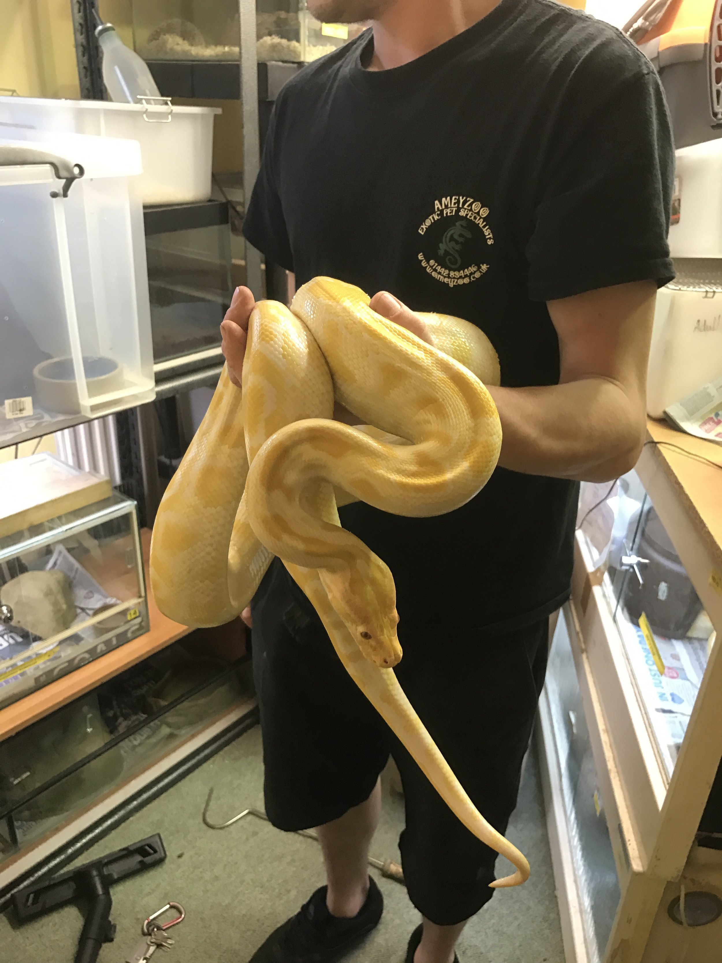 ALBINO BURMESE PYTHON