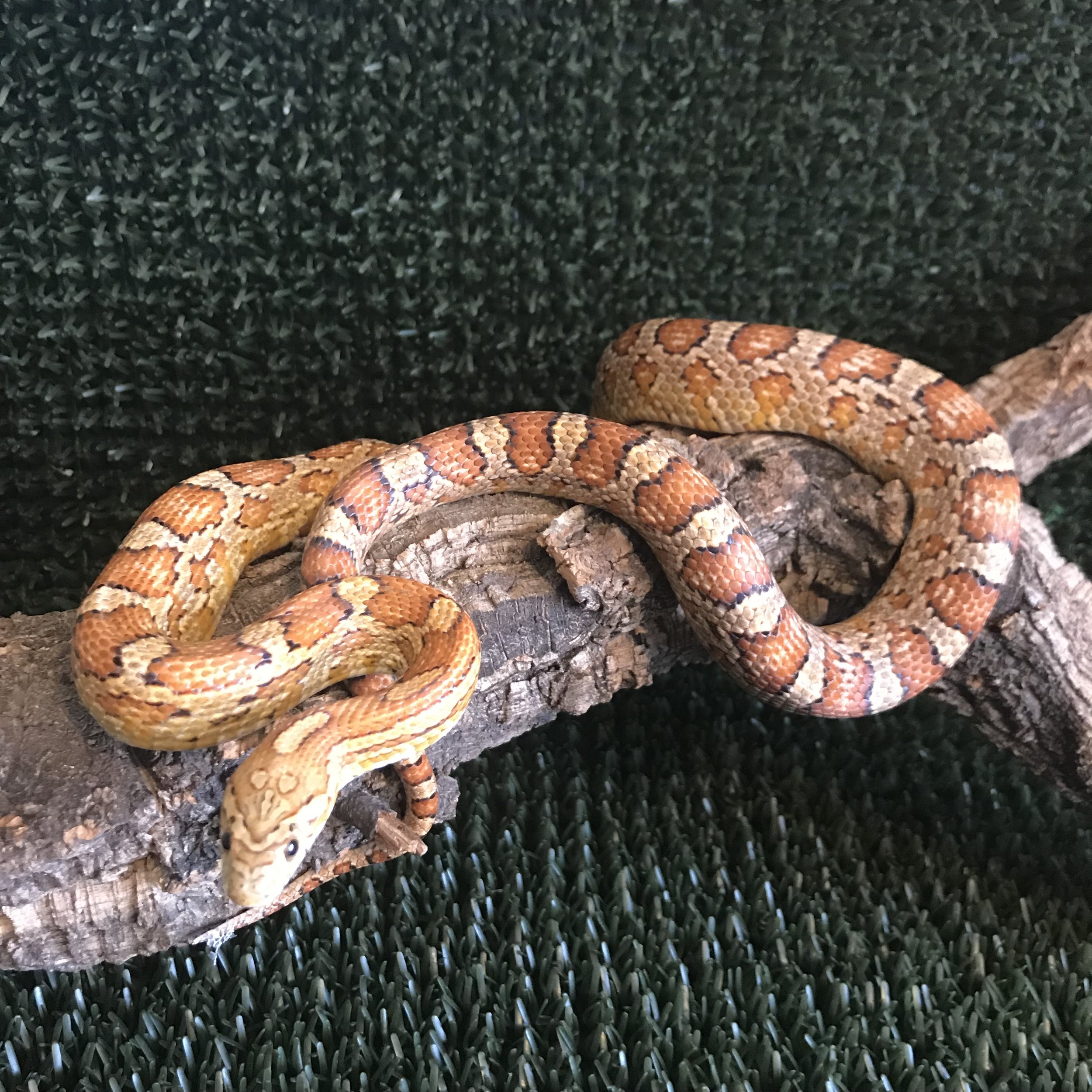 CARAMEL CORN SNAKE