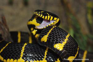 MANGROVE SNAKE