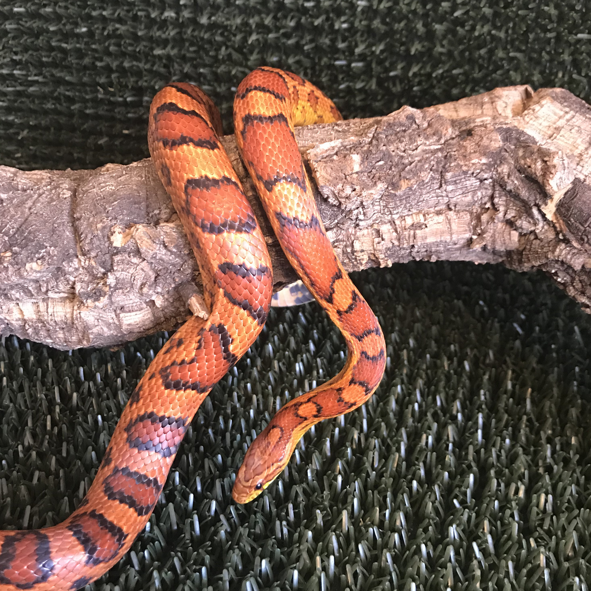 OKEETEE CORN SNAKE