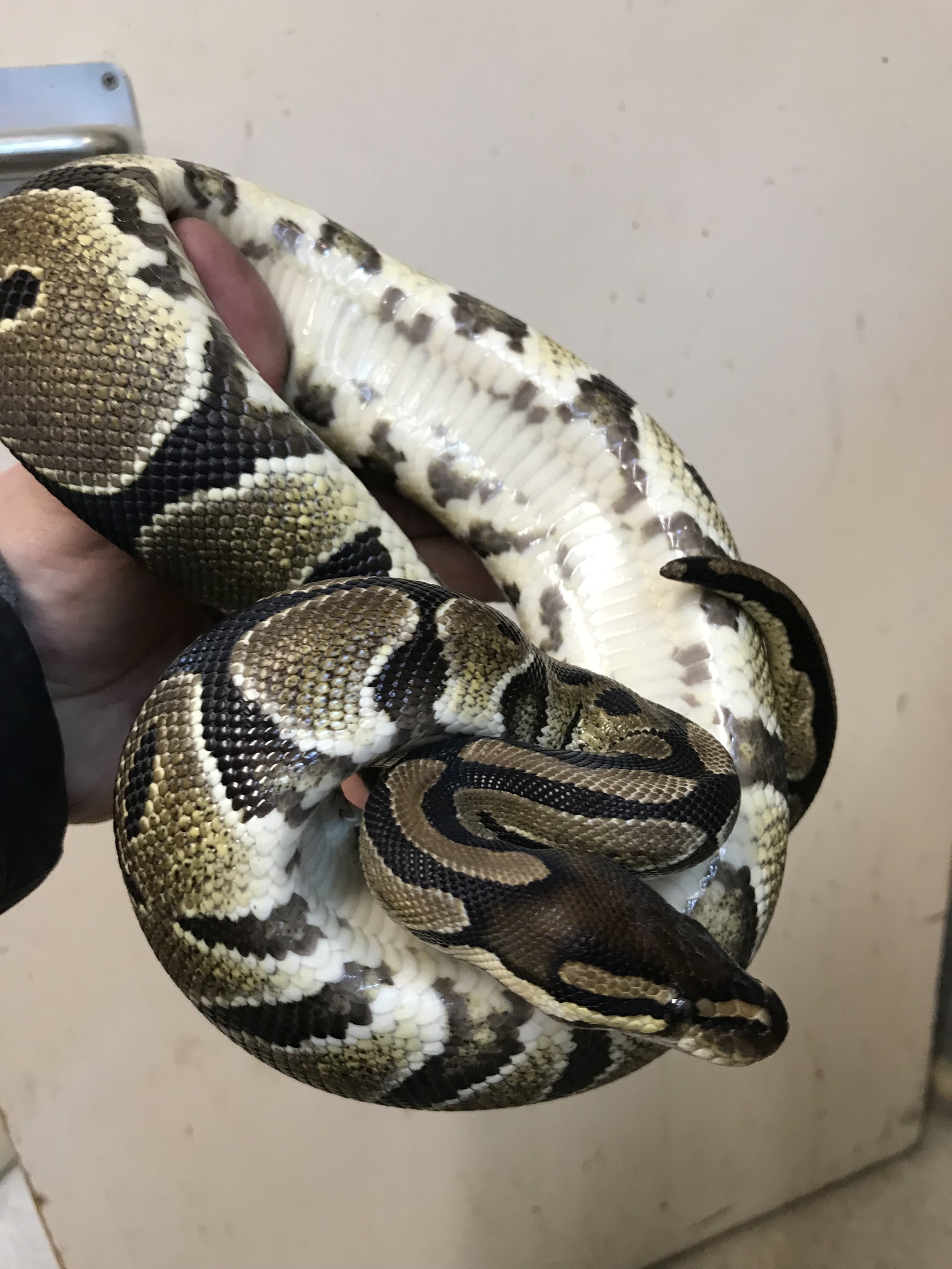 ROYAL PYTHON