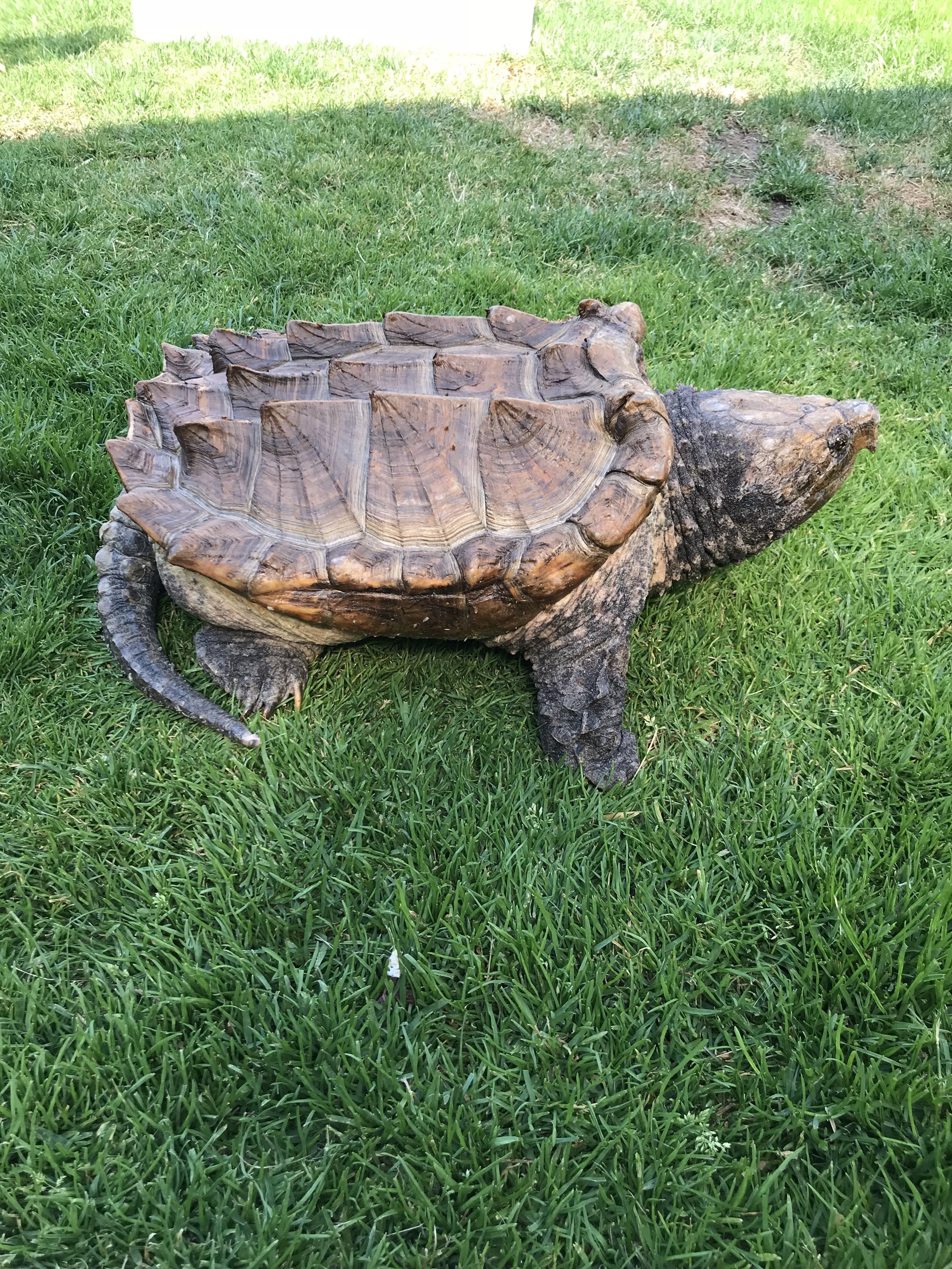 ALLIGATOR SNAPPING TURTLE