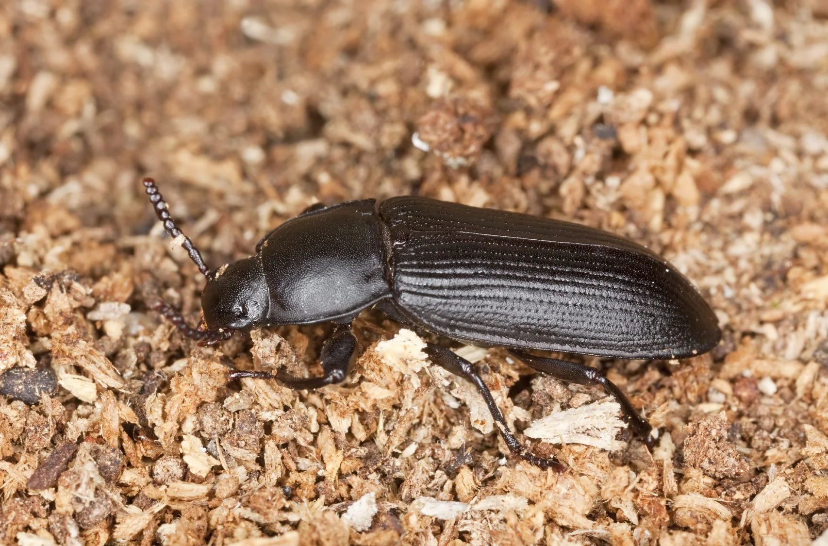 Darkling beetle.jpeg