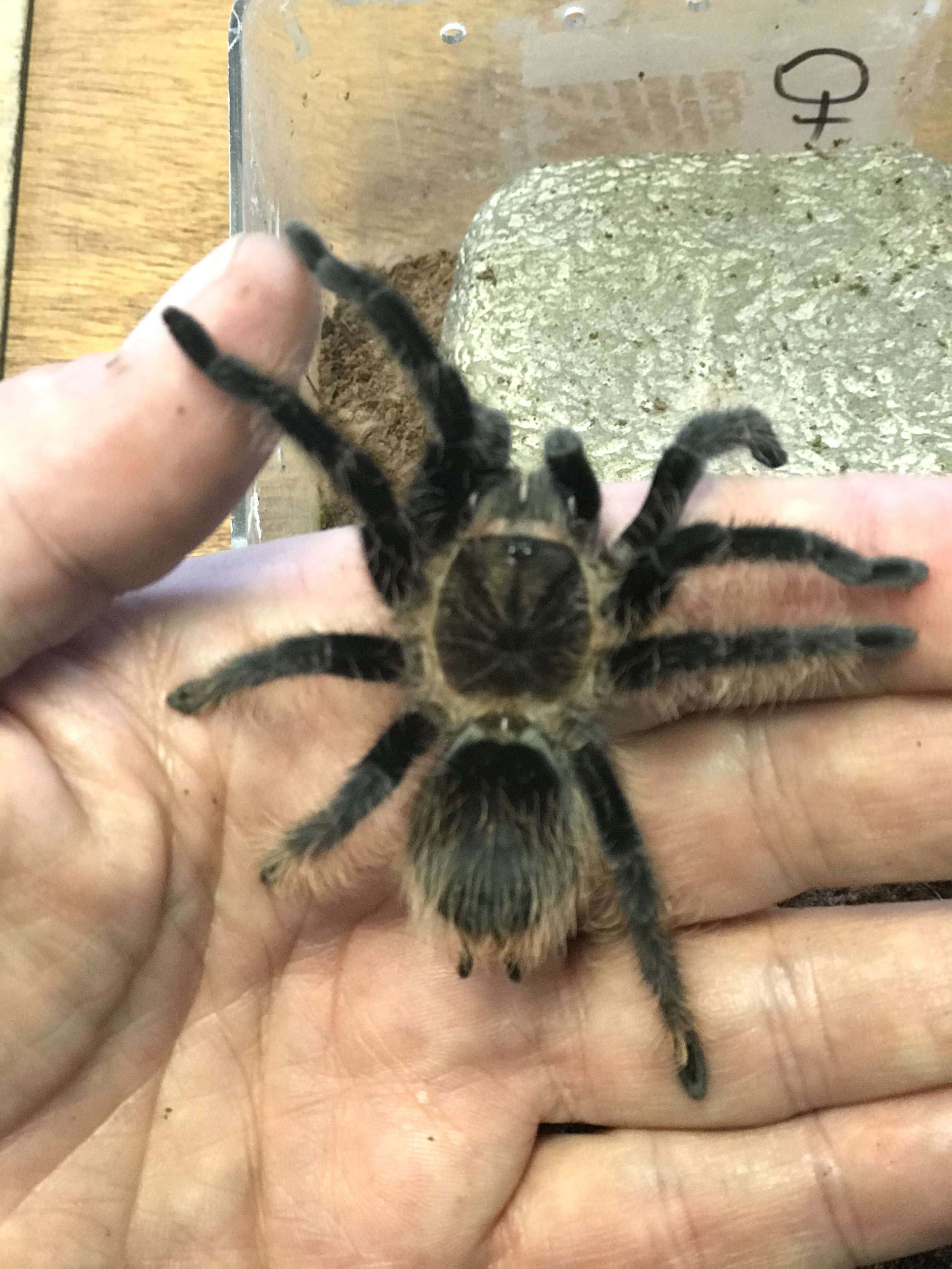 CURLY HAIR TARANTULA