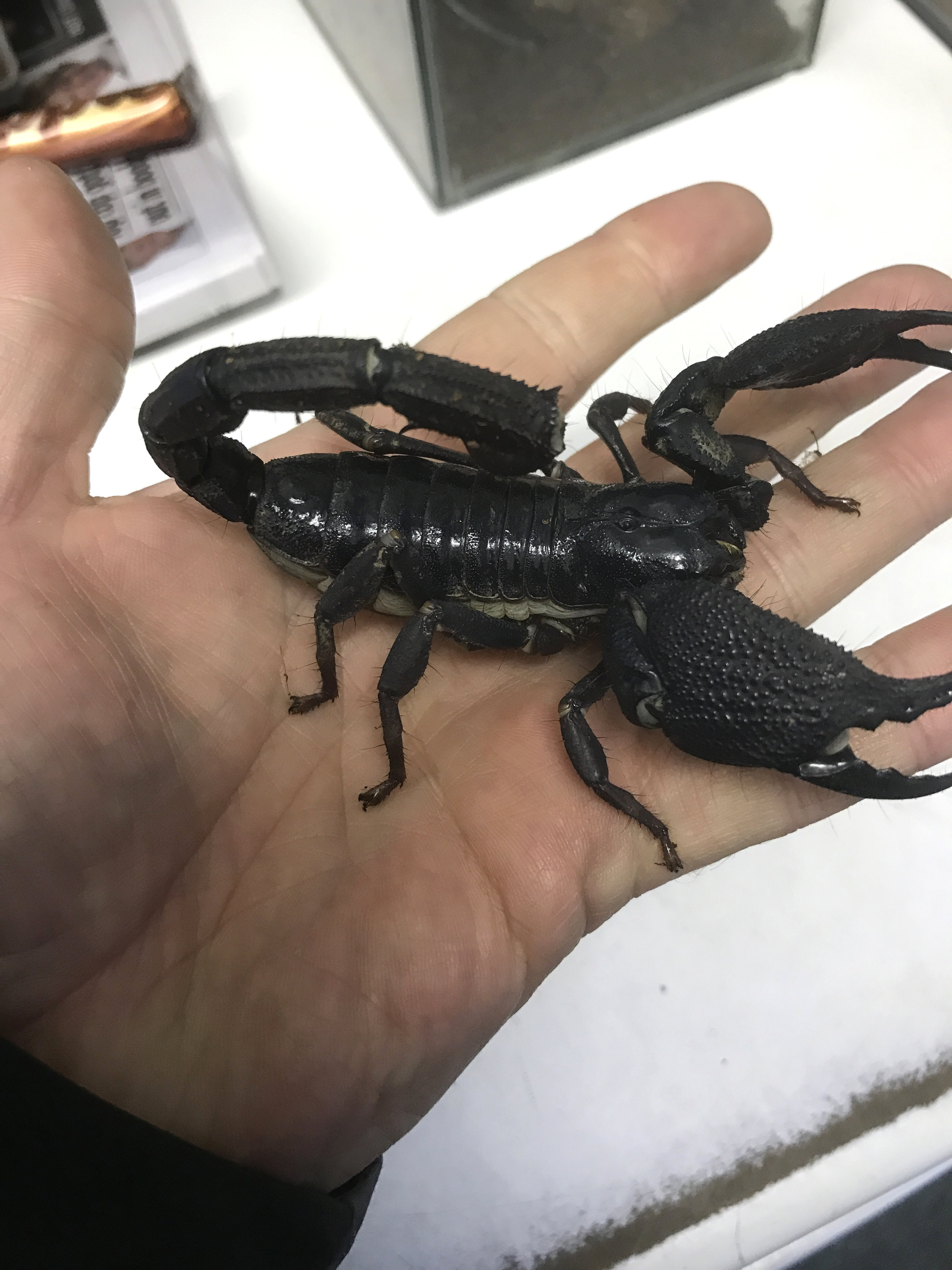 INDIAN GIANT SCORPIAN