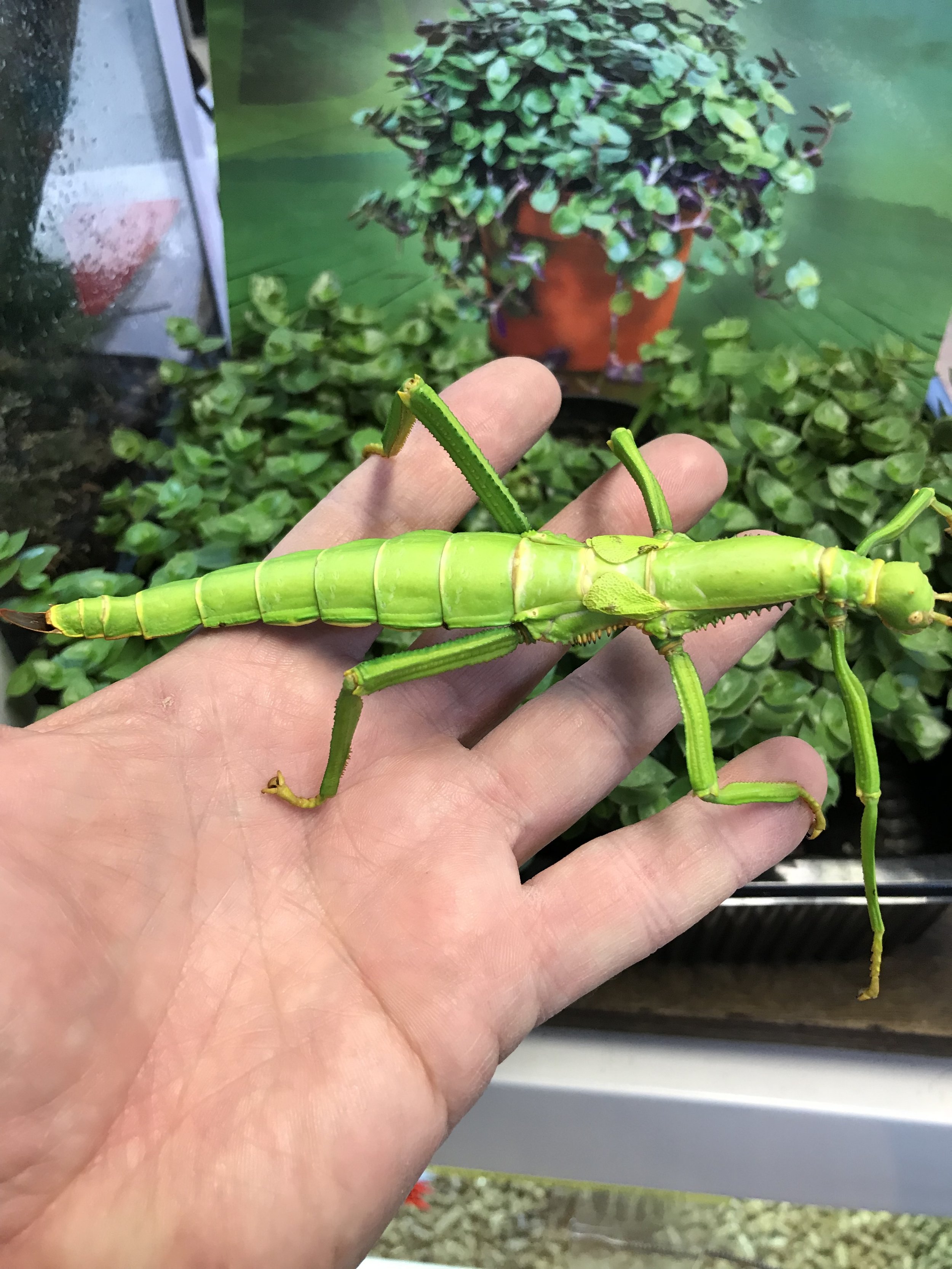 LIME GREEN STICK INSECTS