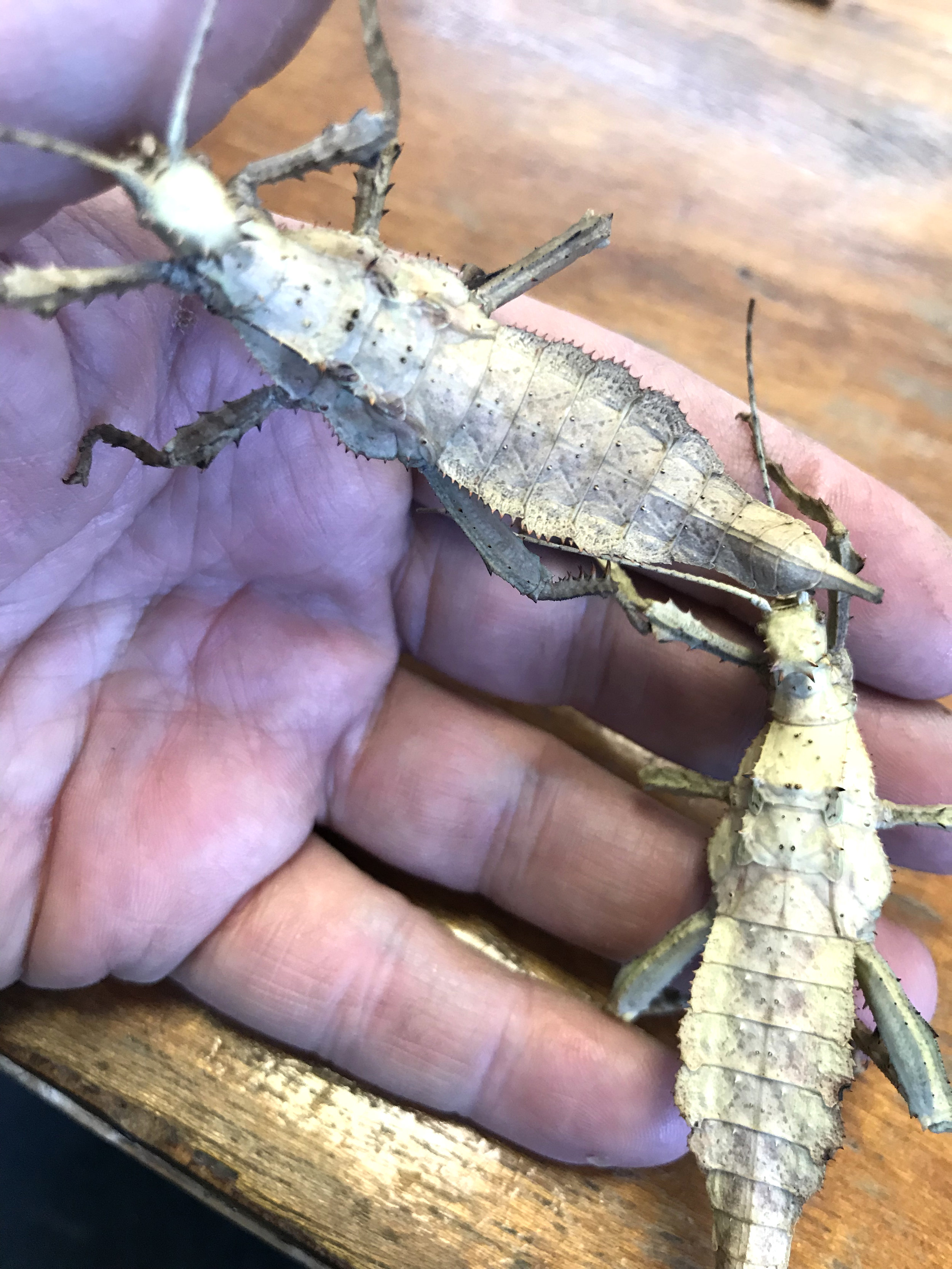 STICK INSECTS