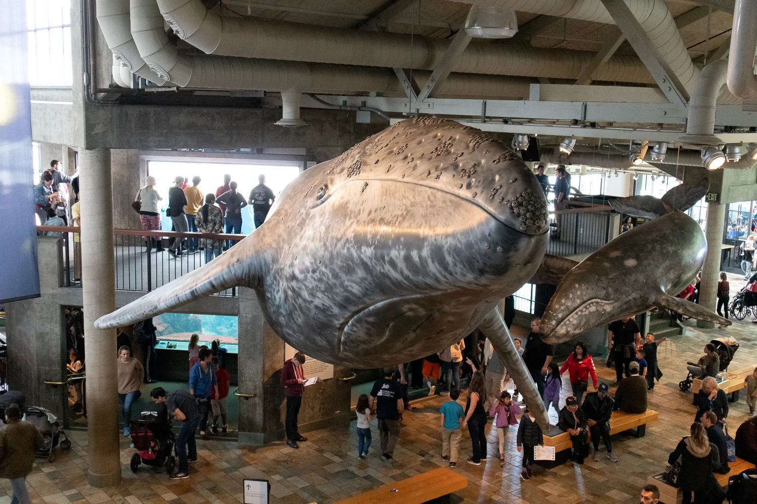 aquarium_montereybay_california.jpg