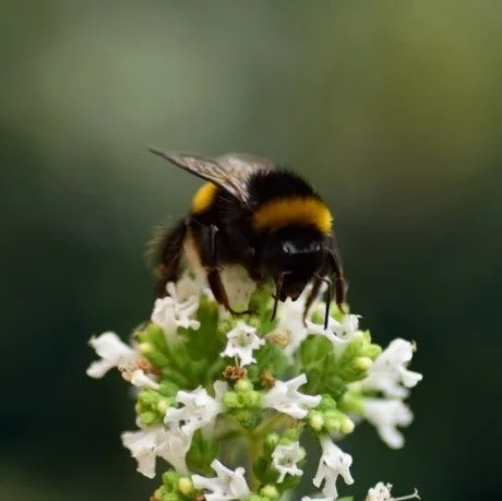 CROWDFUNDING CAMPAIGN To support the project, The Beehive ran a crowdfunding campaign collaborating with local organisations and artists (image by Marty Stevens)