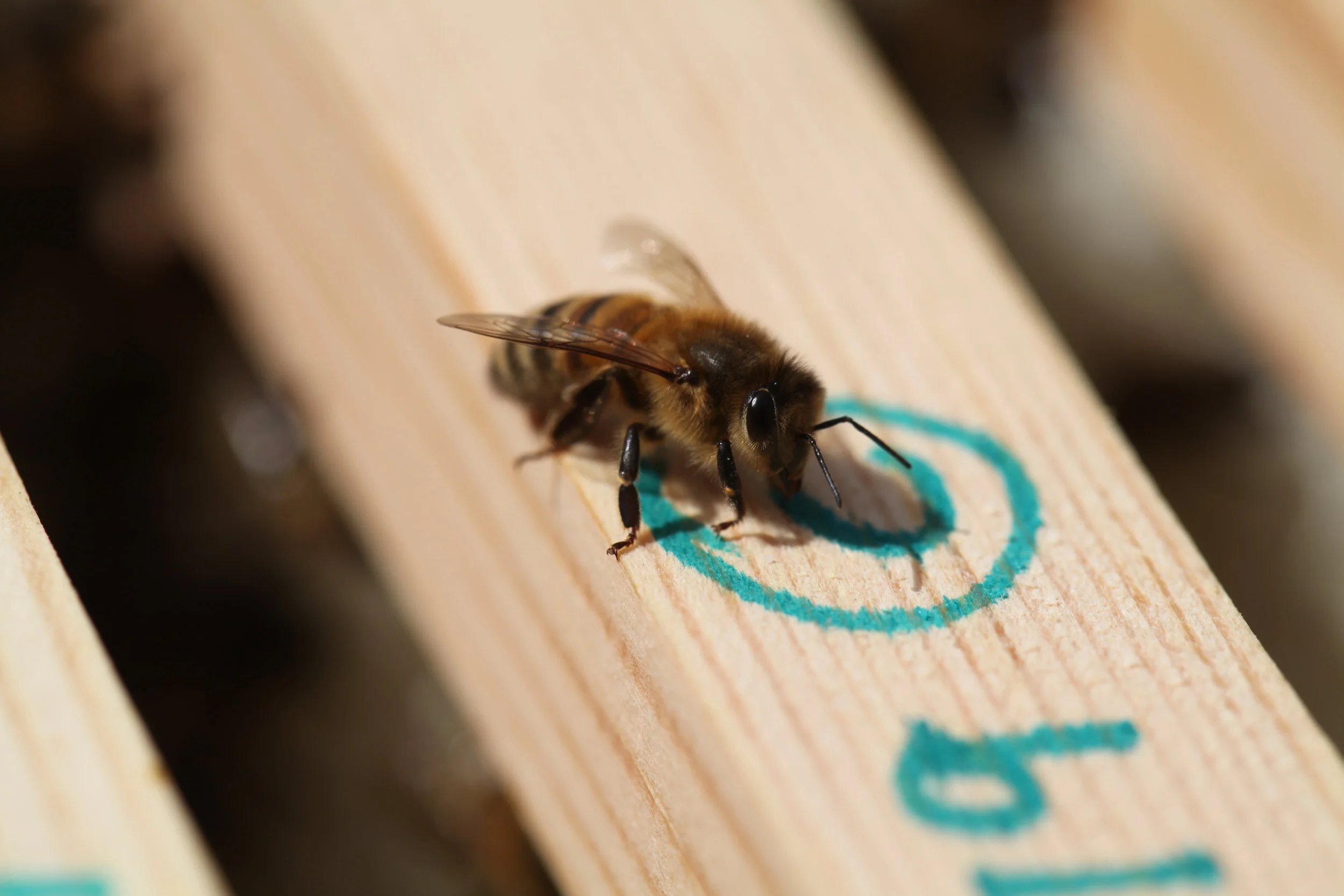 mum's bee.JPG