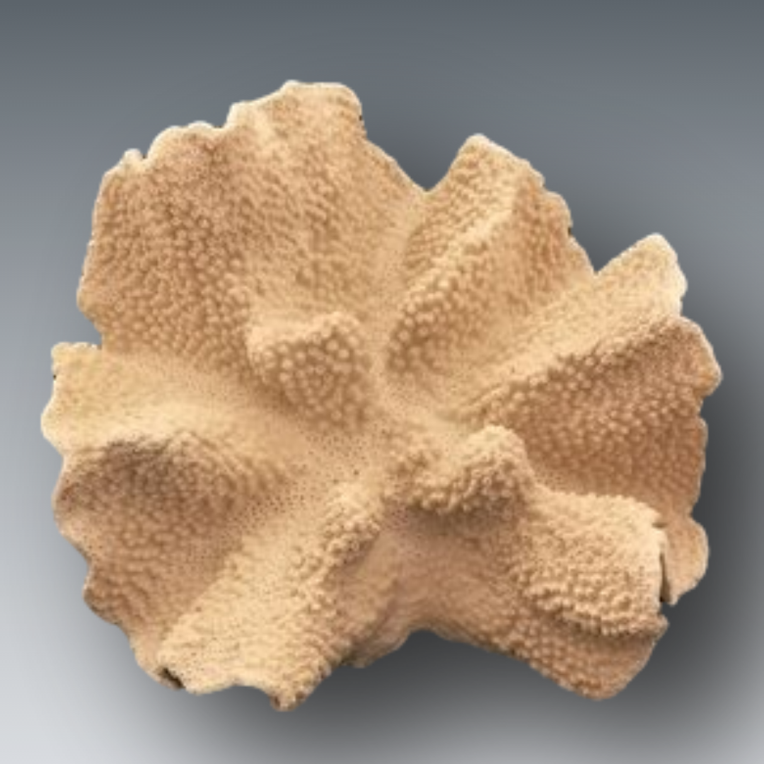 reepham_antiques_large_fragment_coral.png