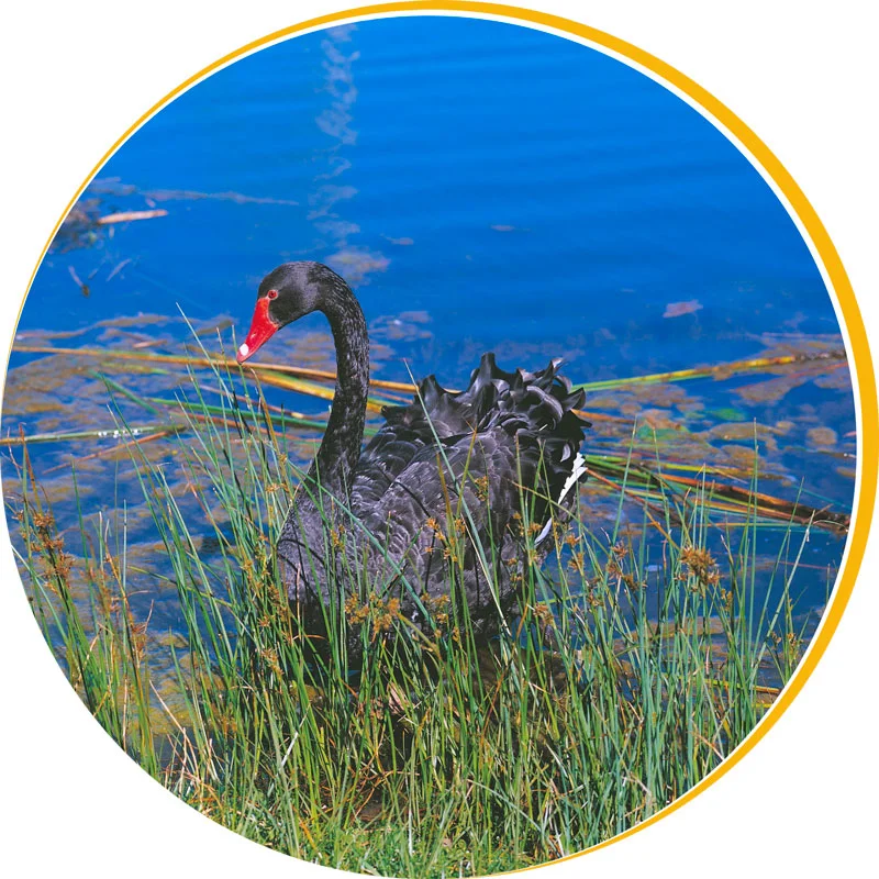 black-swan2.jpg