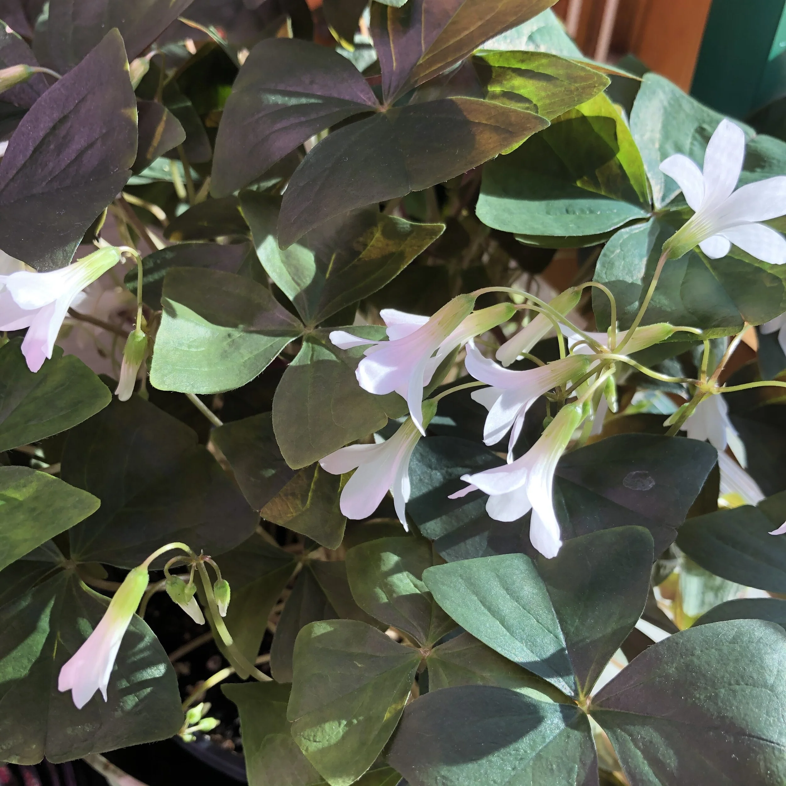 Shamrock or Clover: What's the Difference?