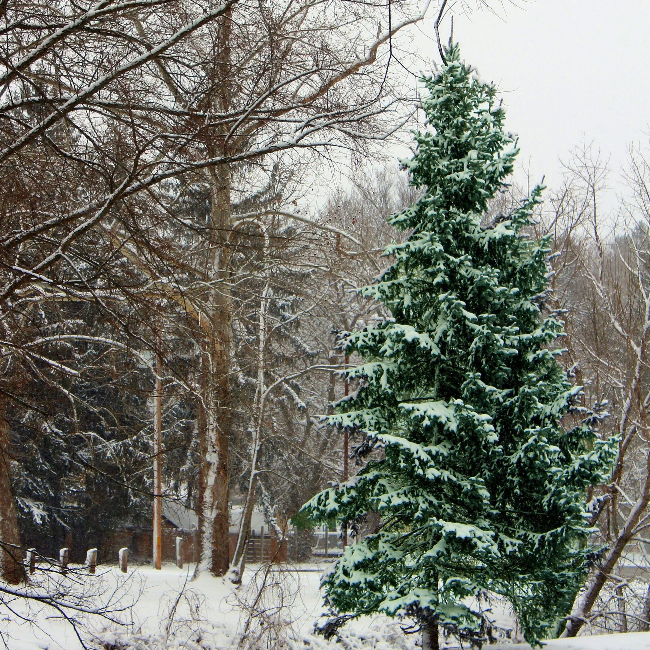 Planting Your Evergreen in the Landscape
