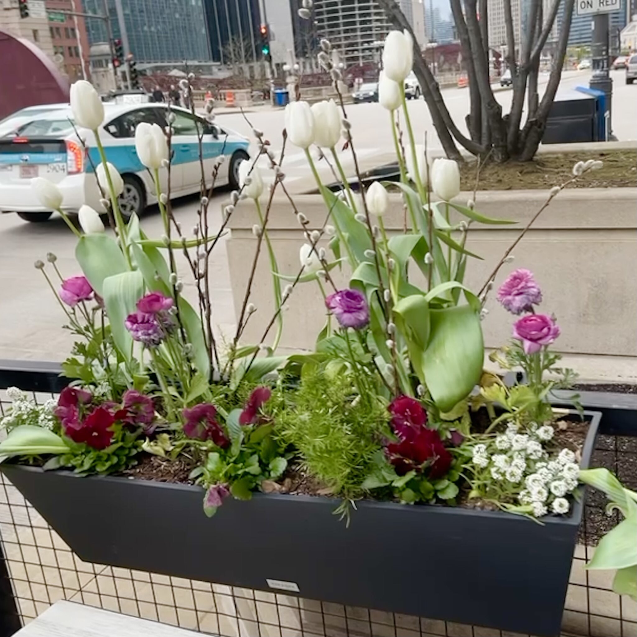 Here's a cute #springplanter spotted in #Chicago. DIY with white #tulips, pink #ranunculus, burgundy #pansies, asparagus fern, and sweet #alyssum. The sprays of #pussywillow are a clever touch that add height, texture, and whimsy.