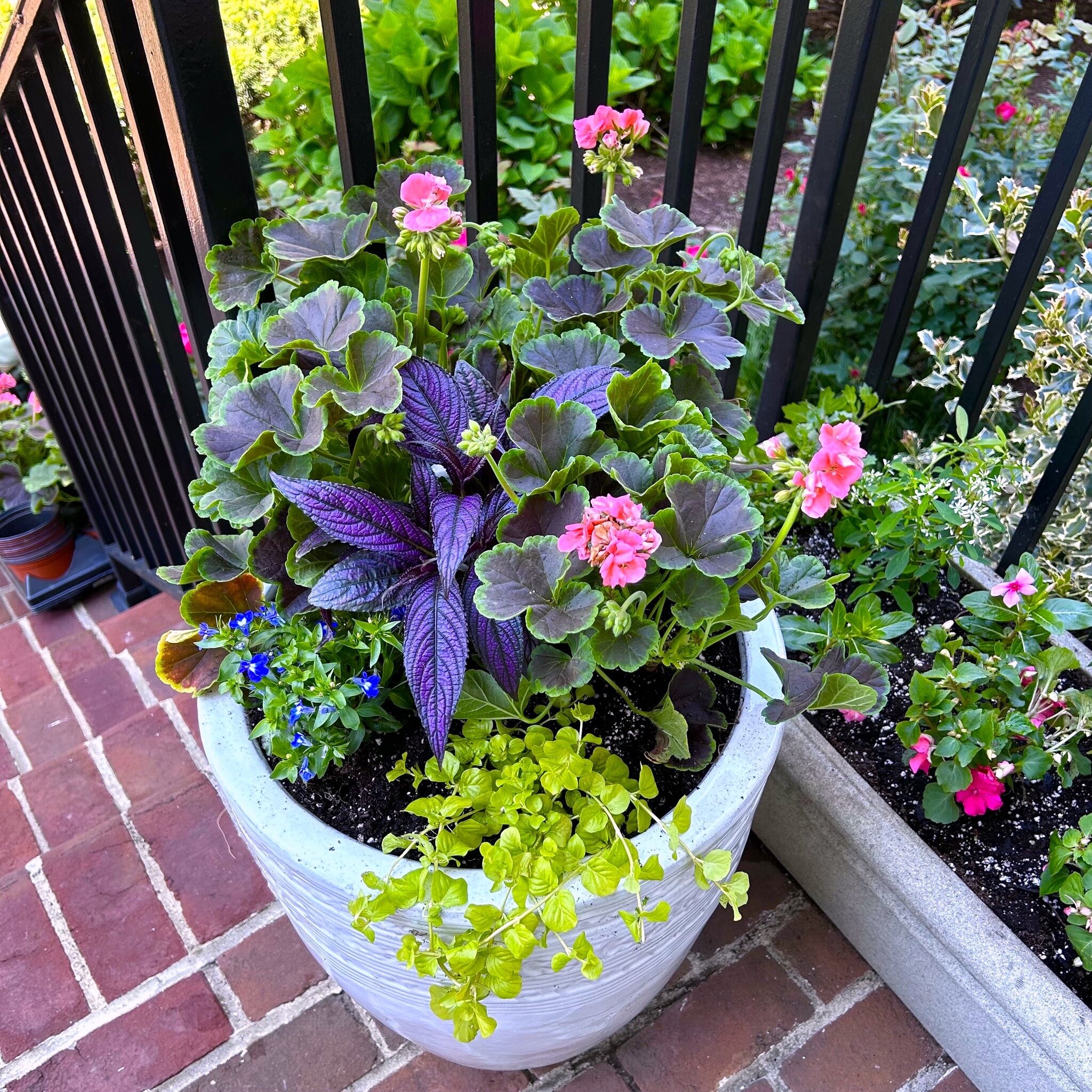 DIY Now and later planter. Salmon #geraniums (filler) and blue #lobelia (spiller) provide lots of color today. An iridescent #strobilanthes (aka Persian Shield) is quietly sitting in the center but this underused plant will gain height as the weeks g