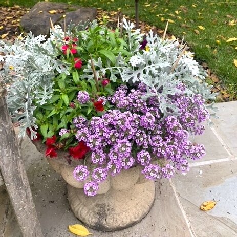Deer resistant options. This container has 3 things to keep the deer at bay: Dusty Miller (a silver-leaf thriller), sweet #alyssum (a fragrant, purple spiller) and skewers.  Dusty Miller and alyssum are rated among the most deer-resistant annuals by 