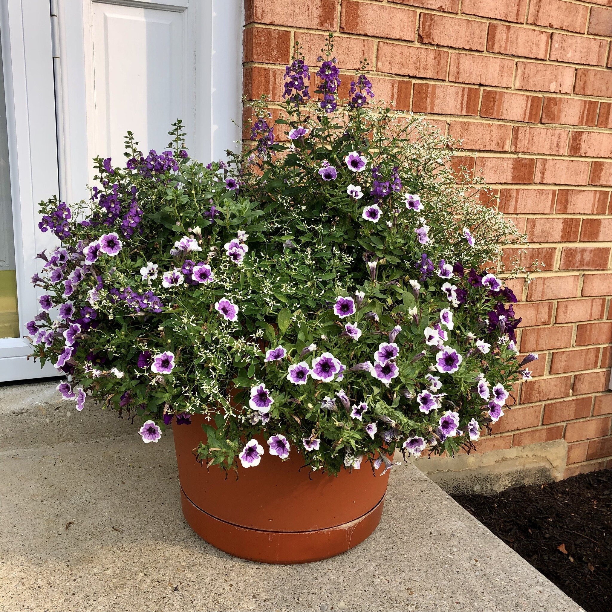 Gorgeous Purple and White Explosion! #DIY with two types of #petunia: one deep purple and the other purple with a white edge. These are planted around the edge of the pot and will be your spiller. In the center, use Diamond Frost euphorbia, a delicat