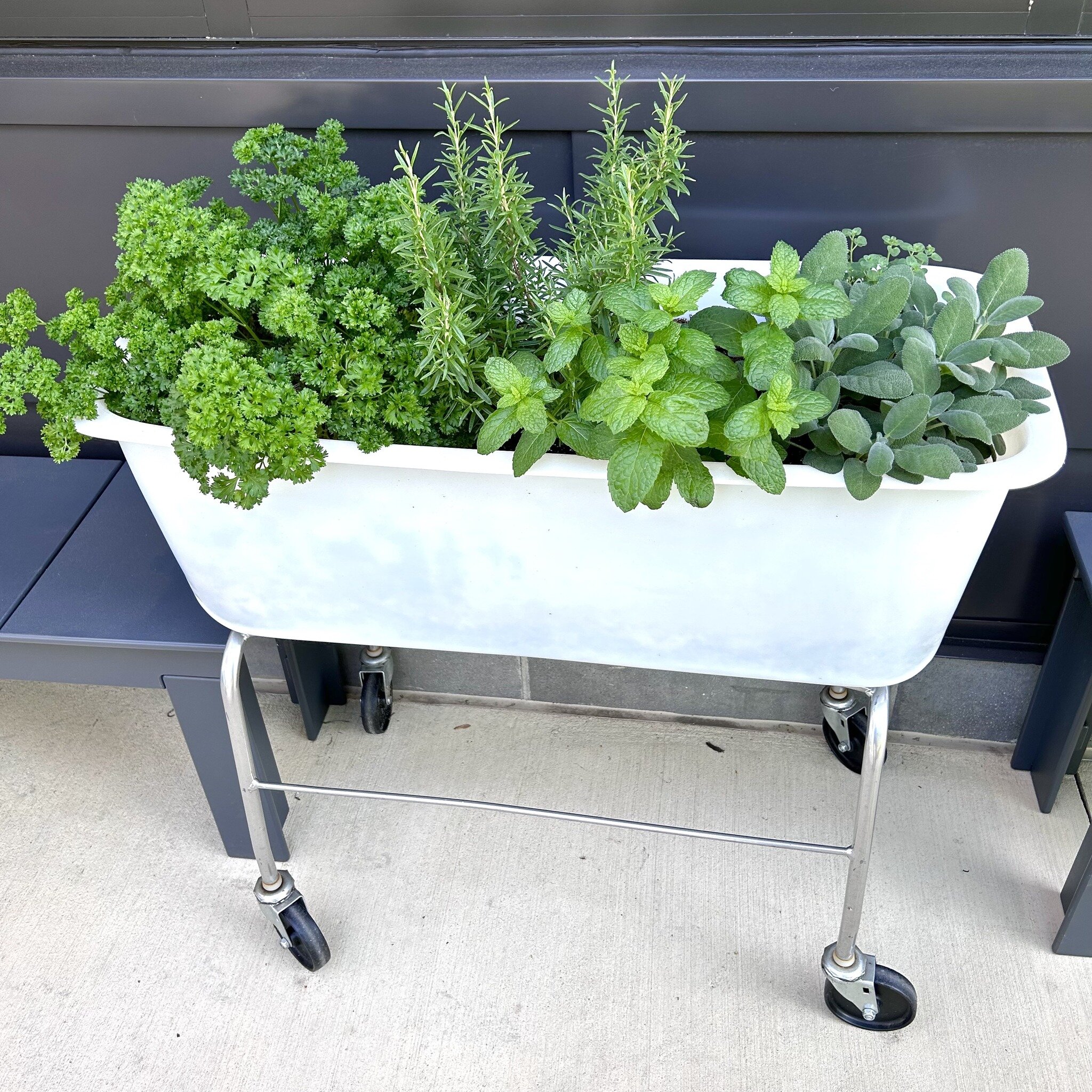 Fun herb planters seen at True Food Kitchen. #DIY with the classic parsley, sage, rosemary, and thyme as well as mint and oregano.  The trick with herbs is to give them great drainage and only half the amount of organic fertilizer you would give your