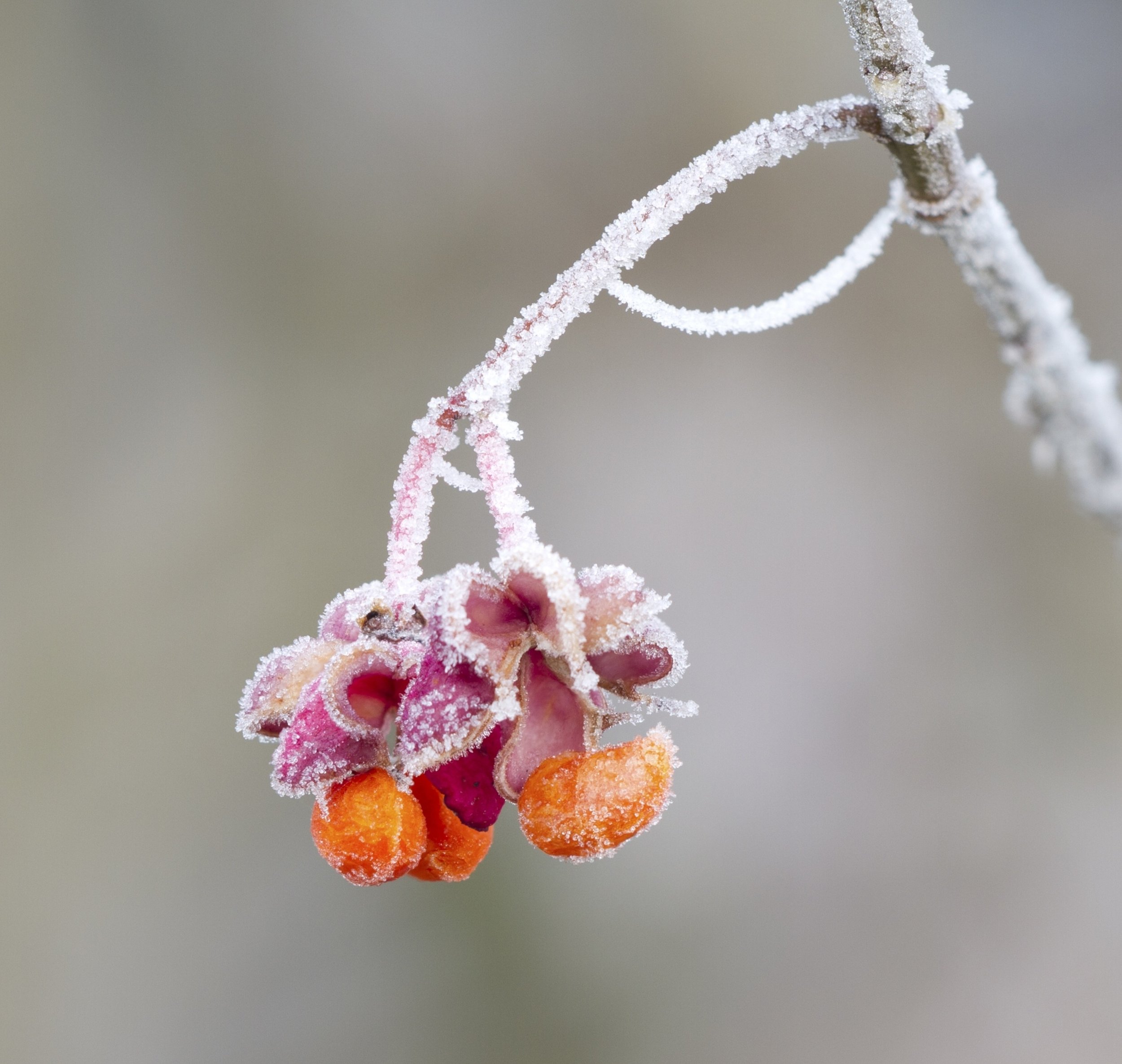 How Does Frost Form? — Garden sPOTS