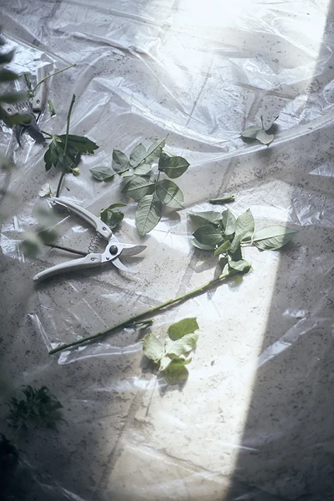 cut01_449.jpg