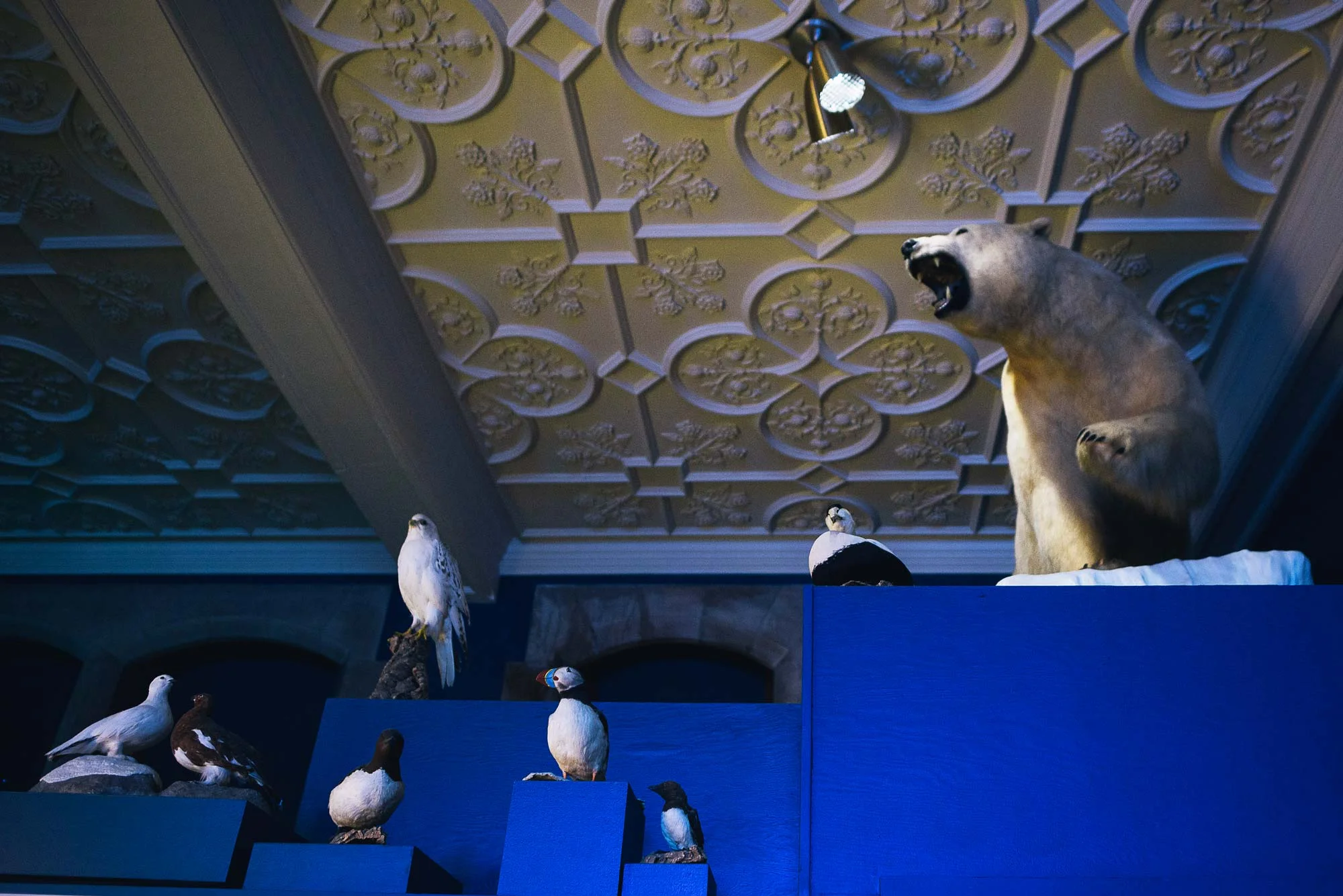 Bowdoin’s Peary-MacMillan Arctic Museum is dedicated to all things Arctic.